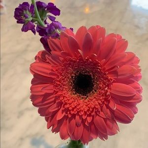 Meet your Posher, Ellen